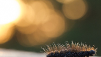 Product image for Aikaansaaminen