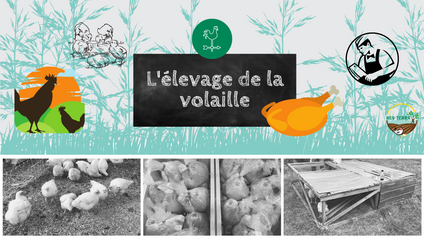 Product image for L'élevage de la volaille pour la chair
