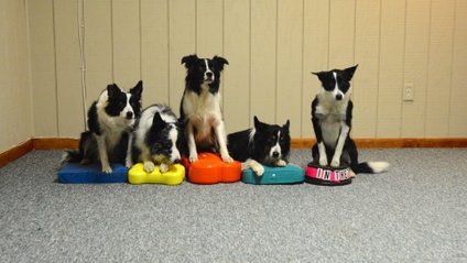 Product image for Canine Fitness Class