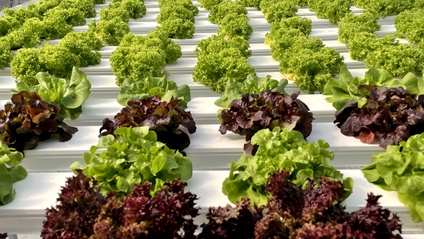 Product image for Future Farms: Step by step guide to make money from hydroponics