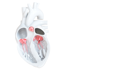 Product image for Heart Valves