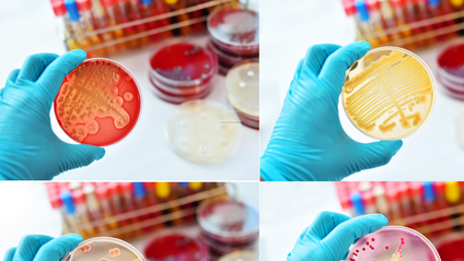 Product image for A Functional look at Standard Microscopy and Culture