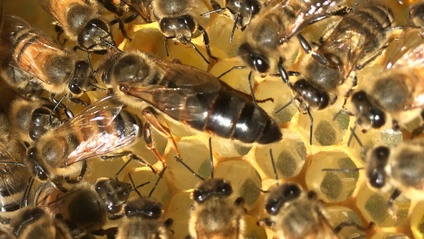 Product image for Bee Circle Membership