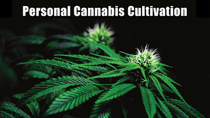 Product image for Personal Cannabis Cultivation Training
