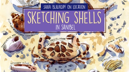 Product image for Sketching Shells in Sanibel