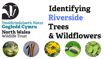 Product image for Identifying Riverside Trees & Wildflowers