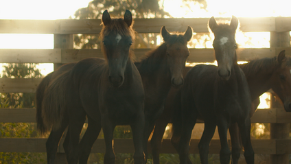 Product image for Foal Handling