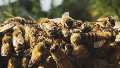 Product image for Bay Area Beekeeping Guide for Urban Backyard Beekeepers