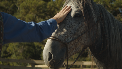 Product image for The Wild Horse Masterclass