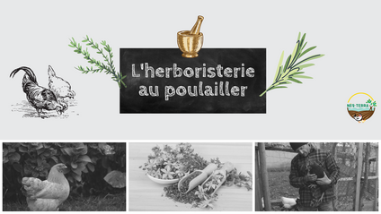 Product image for L'herboristerie au poulailler