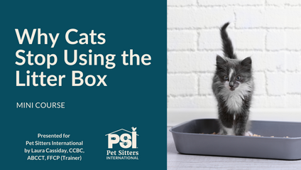 Product image for Mini Course: Why Cats Stop Using the Litter Box