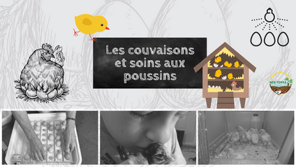 Product image for Les couvaisons et soins aux poussins