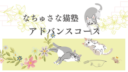 Product image for 〔振り返り用〕なちゅさな猫塾・アドバンスコース：0期生