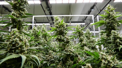 Product image for Growing 101