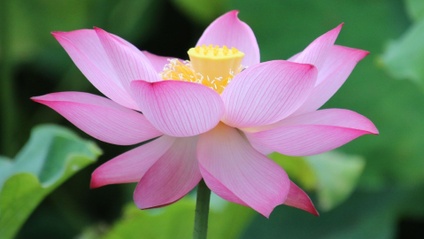 Product image for Real Life: Wisdom and Compassion in Action | Archive