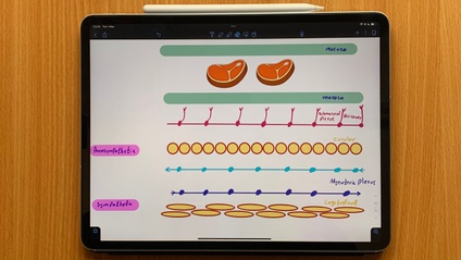 Product image for علم وضائف الاعضاء Physiology