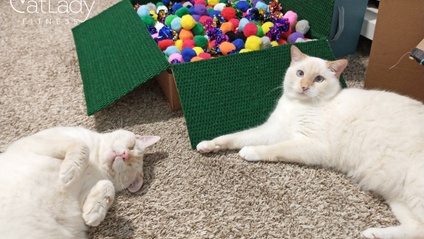 Product image for How to Introduce Cats SUCCESSFULLY!