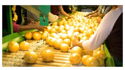Product image for Protect Food, Food Contact Surfaces, and Food Packaging Material from Contaminants