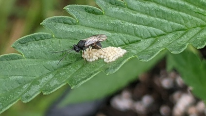 Product image for Aquaponic & Living Soil Pest Control Course