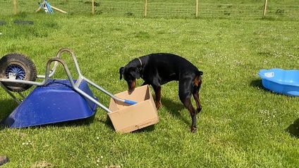 Product image for ASBO Adolescent Dog