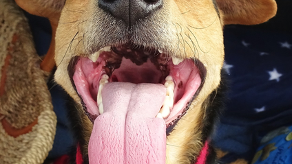 Product image for Drug-Free Heartworm Prevention Audio Book