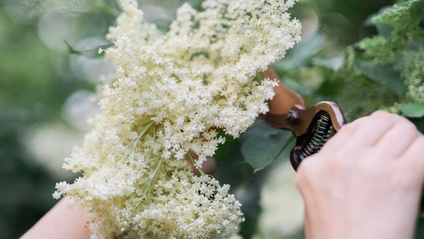 Product image for The Bioregional Herbalist Gift Bundle