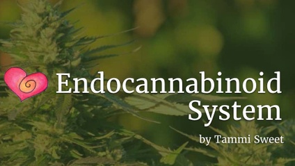 Product image for The Endocannabinoid System