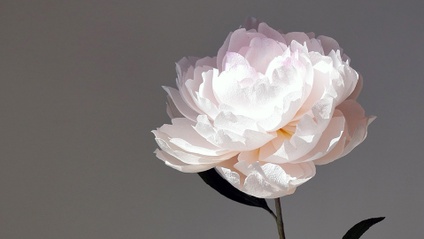 Product image for Coral Queen Peony