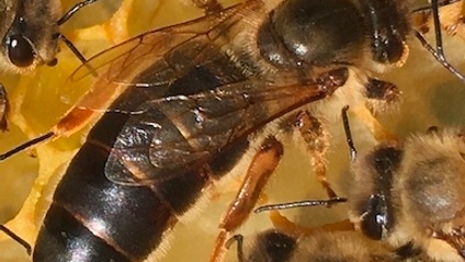 Product image for Queens "They Make Your Hive Go 'Round" Masterclass