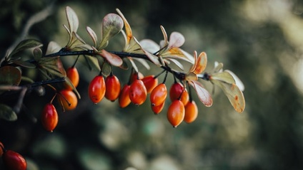 Product image for Avviare una coltivazione di Bacche di Goji