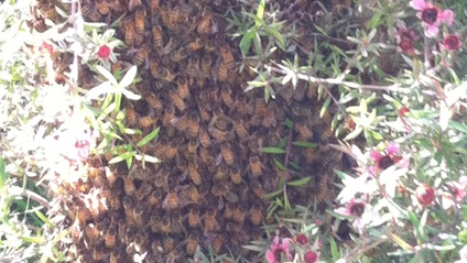 Product image for My Hive Swarmed!  Now What?