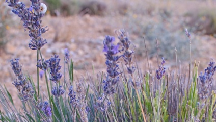 Product image for Avviare una coltivazione di lavanda
