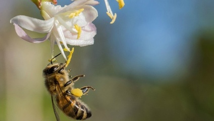 Product image for Introduction To Beekeeping