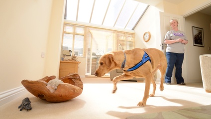 Product image for Teach your dog to sniff!