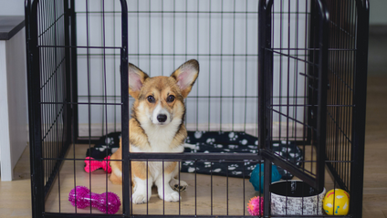Product image for Puppy Essentials: Crate Training Workshop
