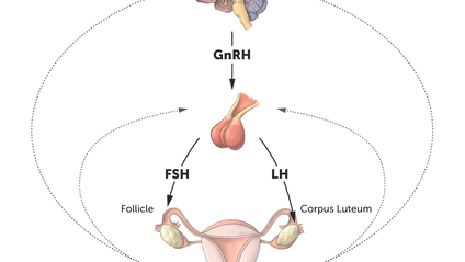 Product image for Your guide through the physiology of the menstrual cycle