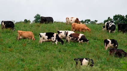 Product image for Transition to Organic Livestock Production