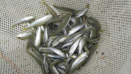Product image for Pond Management Strategy Mini Course
