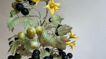 Product image for Black Tomato Vine