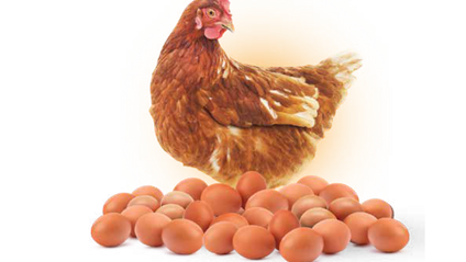 Product image for Online Layer Poultry Farming Training