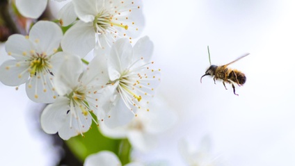 Product image for Attracting Good Insects & Pollinators (75min)