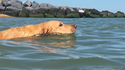 Product image for Water Searches