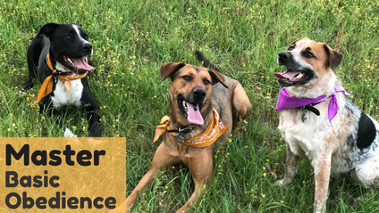 Product image for Basic Obedience