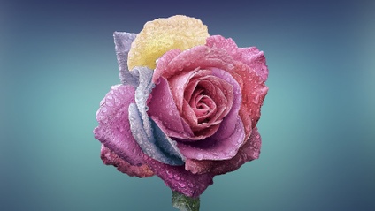 Product image for Manifestation with Cards