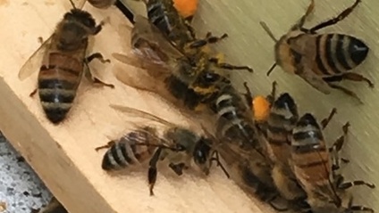 Product image for Prepare Your Hive for Winter in the San Francisco Bay Area