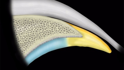 Product image for MRI Mastery Series: Hip