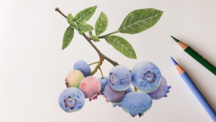 Product image for 色鉛筆植物畫：藍莓