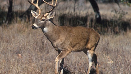 Product image for Controlled Hunting Program  2024-2025