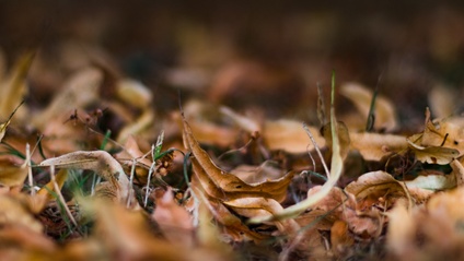 Product image for Get Your Garden Ready For Winter (60min)