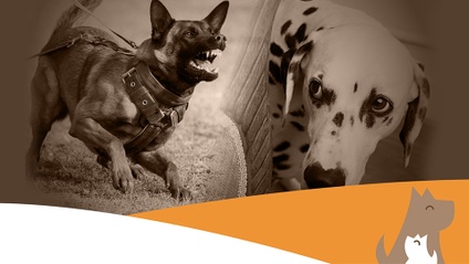 Product image for Dog Aggression and Nervousness Course                                                        (with video call) 